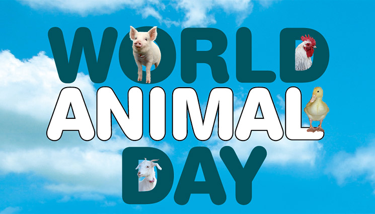 Dhyan Foundation Celebrates World Animal Day at its Shelter for Strays -  Indus Scrolls