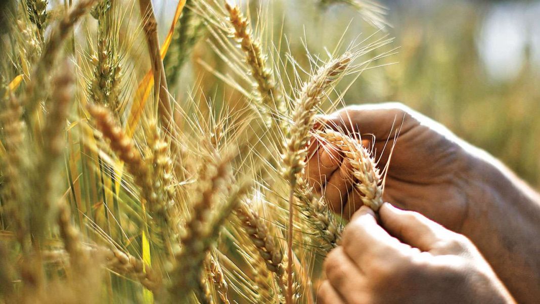 rabi-crops-sowing-area-increases-by-36-lakh-hectares