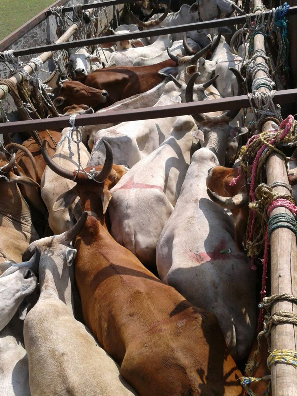 Horrific crimes against cattle : A truck stuffed with them