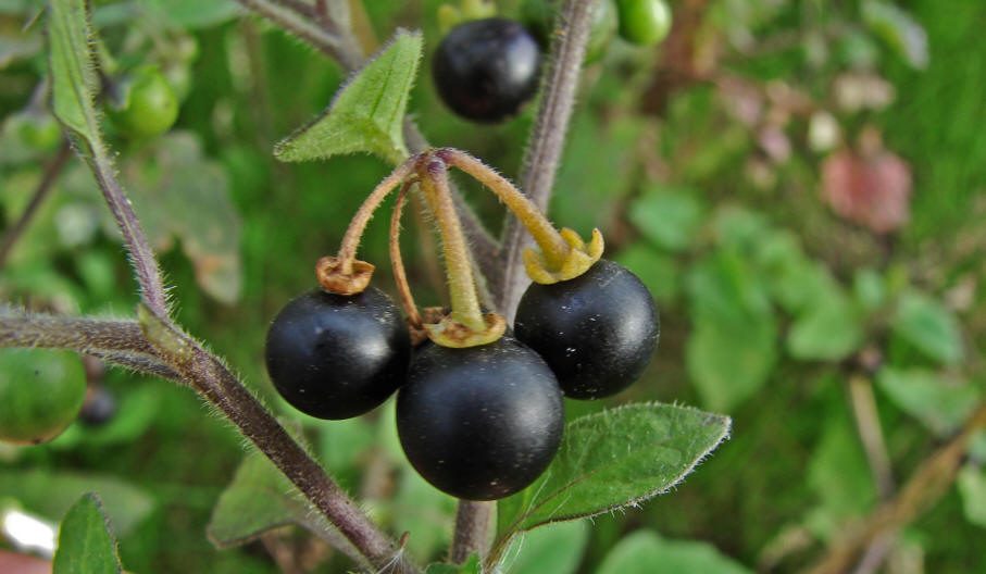 Solanum Nigrum, Kerala’s local herb, effective in liver cancer ...