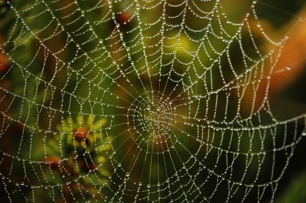 Spiders' web-making secrets unraveled