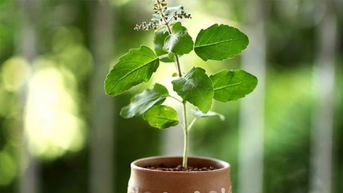 Tulsi: The sacred and super-herb - Indus Scrolls