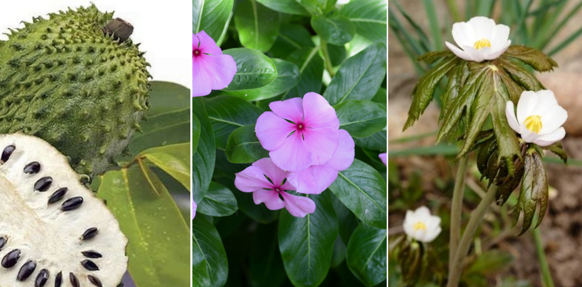 Here Are 3 Miracle Herbs Proven To Prevent Cancer   Cancer 