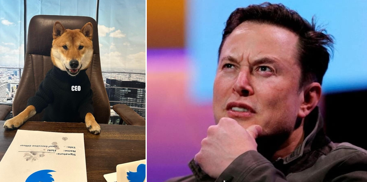 When money makes a man mad! Elon Musk place his 'own dog' in the new ...