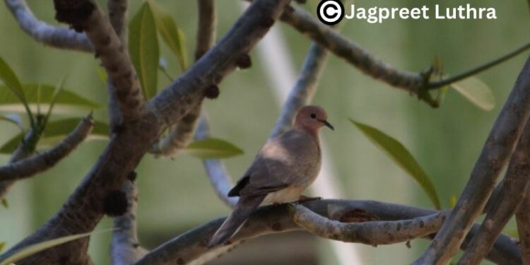 Laughing Dove: No other bird I photograph looks as much over its shoulder