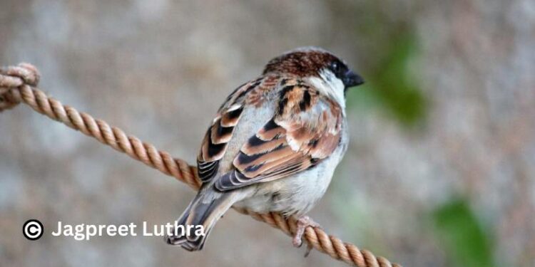 The Male House Sparrow is more colourful than the female
